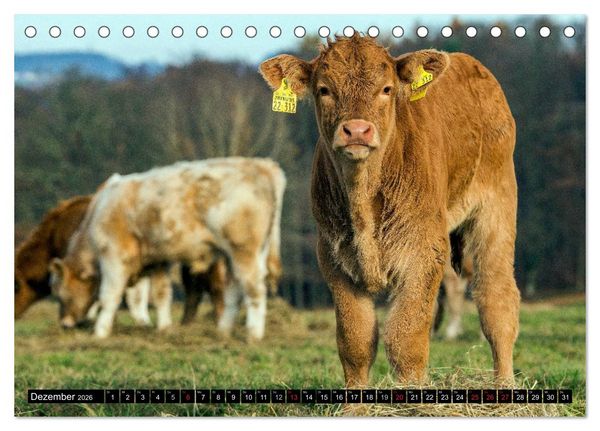 Produktbild: Kuh und Co. (Tischkalender 2026 DIN A5 quer), CALVENDO Monatskalender