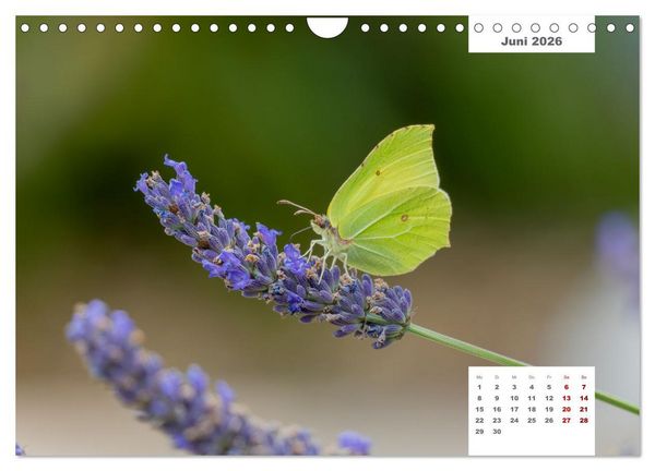 Produktbild: Zwei Tierfotografen Zw&ouml;lf Highlights (Wandkalender 2026 DIN A4 quer), CALVENDO Monatskalender