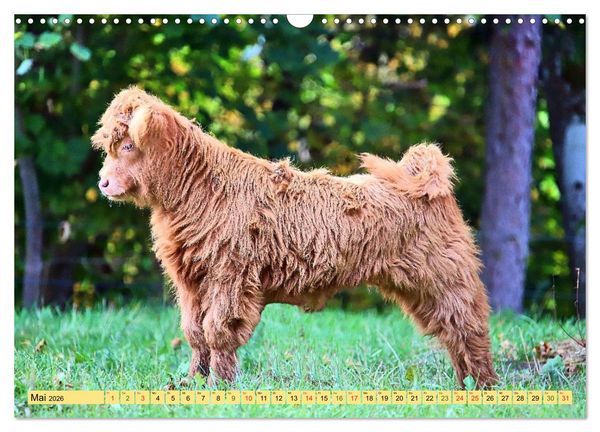 Produktbild: Highland Cattle, die Hochlandrinder aus Pfeffingen (Wandkalender 2026 DIN A3 quer), CALVENDO Monatskalender