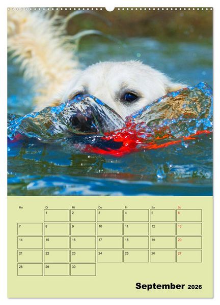 Produktbild: Jahresplaner Golden Retriever (hochwertiger Premium Wandkalender 2026 DIN A2 hoch), Kunstdruck in Hochglanz