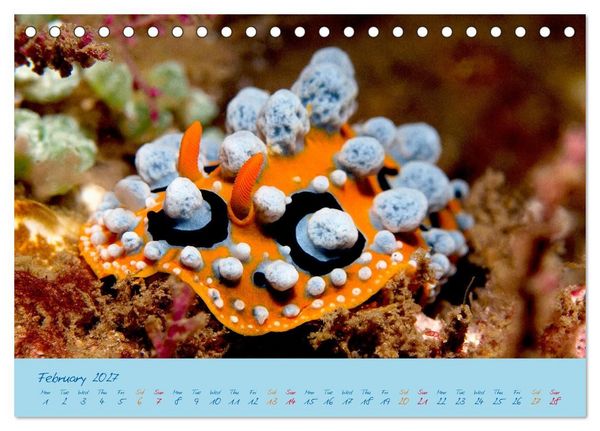 Produktbild: Sea Slugs - Little Wonders - Pure Beauties (Desk Calendar 2027 DIN A5 landscape), CALVENDO 12 Month DeskCalendar