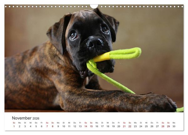 Produktbild: Welpenblicke (Wandkalender 2026 DIN A3 quer), CALVENDO Monatskalender