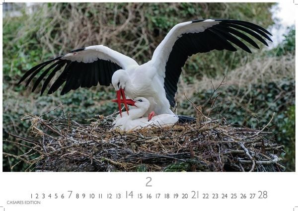 Produktbild: St&ouml;rche Kalender 2027 &ndash; Wandkalender | Fotokalender Tierkalender 35x50cm Grosses Format - Inspirierende Storch-Motive f&uuml;r Natur- und Tierkalenderliebhaber.