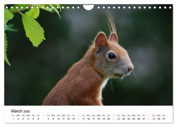 Produktbild: The red squirrels (Wall Calendar 2026 DIN A4 landscape), CALVENDO 12 Month Wall Calendar