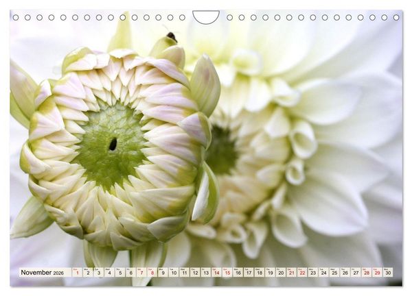 Produktbild: Fascinating Dahlias (Wall Calendar 2026 DIN A4 landscape), CALVENDO 12 Month Wall Calendar