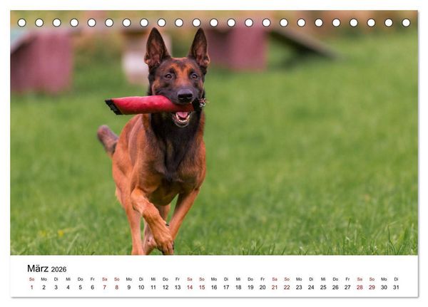 Produktbild: Malinois - Wahnsinn auf vier Pfoten (Tischkalender 2026 DIN A5 quer), CALVENDO Monatskalender