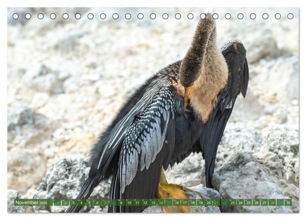 Produktbild: Waldstorch und Anhinga (Tischkalender 2026 DIN A5 quer), CALVENDO Monatskalender