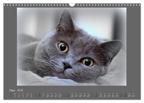 Produktbild: GRAUE ENGEL Britischkurzhaar-Katzen (Wandkalender 2026 DIN A3 quer), CALVENDO Monatskalender