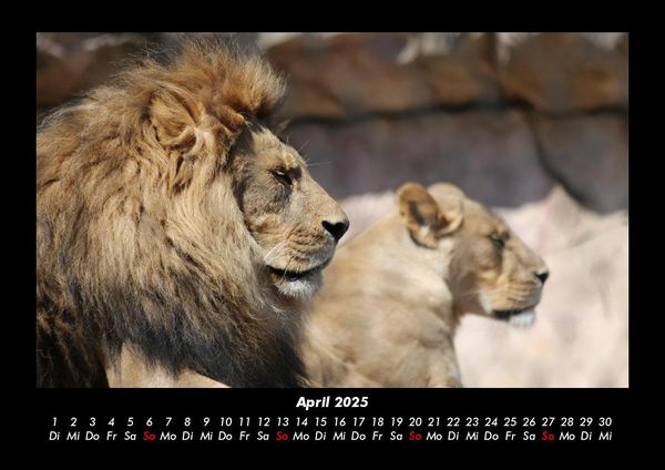 Produktbild: L&ouml;wen in der Wildnis 2025 Fotokalender DIN A3
