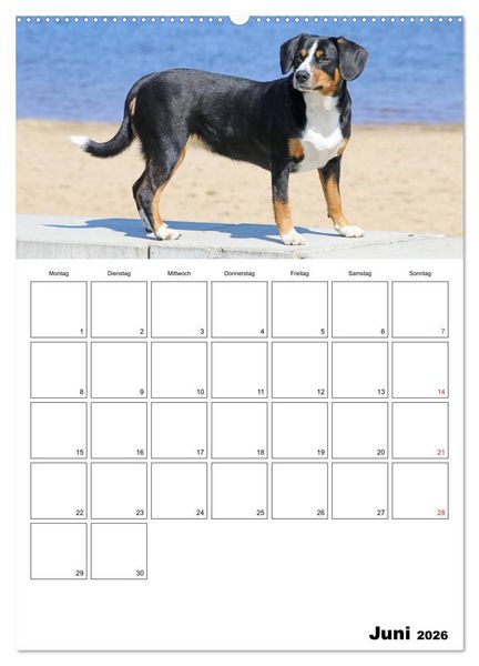Produktbild: Entlebucher Sennenhunde begleiten Sie durch das Jahr (hochwertiger Premium Wandkalender 2026 DIN A2 hoch), Kunstdruck in Hochglanz
