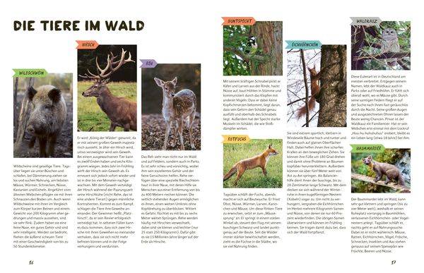 Produktbild: Julius forscht - Im Wald