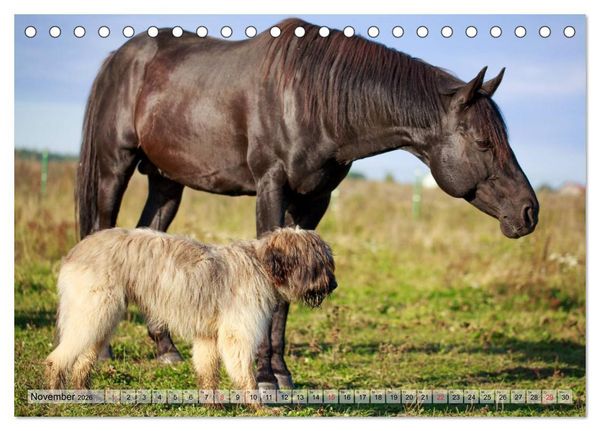 Produktbild: Beste Freunde - Bezaubernde Tierfreundschaften (Tischkalender 2026 DIN A5 quer), CALVENDO Monatskalender