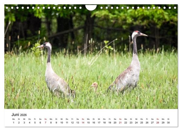 Produktbild: Kraniche im Erzgebirge (Wandkalender 2026 DIN A4 quer), CALVENDO Monatskalender