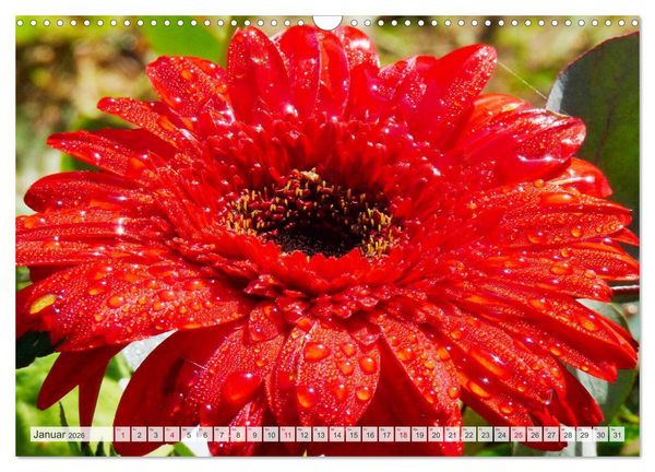 Produktbild: Roter Glanz Bl&uuml;tenpracht (Wandkalender 2026 DIN A3 quer), CALVENDO Monatskalender