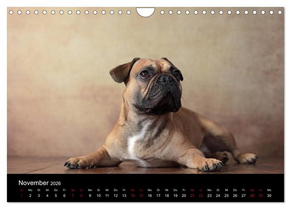 Produktbild: Charme auf vier Pfoten - Franz&ouml;sische Bulldoggen Portraits (Wandkalender 2026 DIN A4 quer), CALVENDO Monatskalender