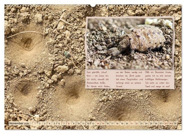 Produktbild: GEOclick Lernkalender: Insekten (Wandkalender 2026 DIN A2 quer), CALVENDO Monatskalender