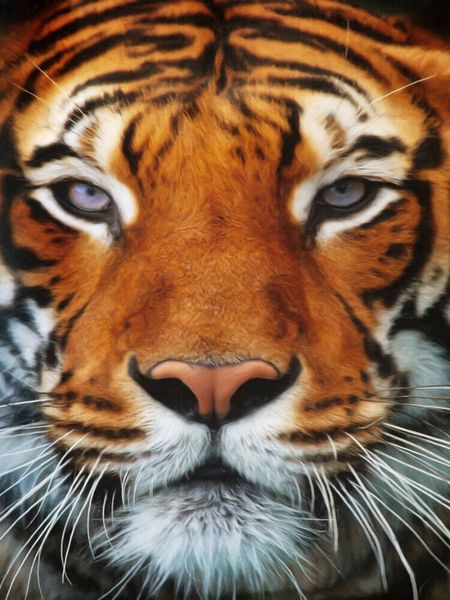 Produktbild: CALVENDO Puzzle Tiger Portrait | 1000 Teile Lege-Gr&ouml;&szlig;e 64x48cm Foto-Puzzle f&uuml;r gl&uuml;ckliche Stunden