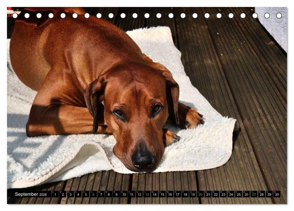 Produktbild: Rhodesian Ridgeback - Ausdrucksstarke Gesichter (Tischkalender 2026 DIN A5 quer), CALVENDO Monatskalender