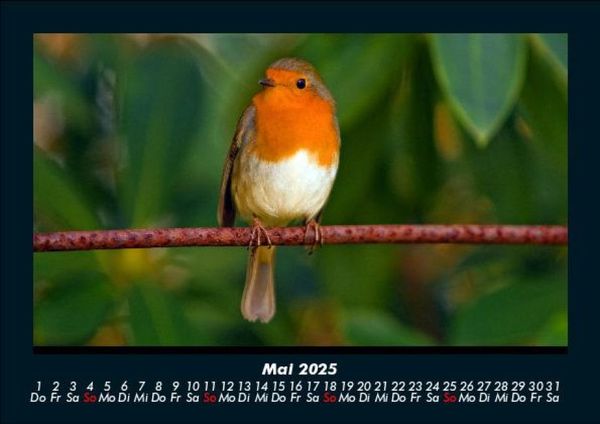 Produktbild: Welt der V&ouml;gel 2025 Fotokalender DIN A5