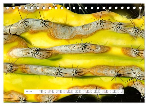 Produktbild: Kakteen - stachelige, bl&uuml;hende Sch&ouml;nheiten (Tischkalender 2026 DIN A5 quer), CALVENDO Monatskalender