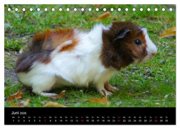 Produktbild: Meerschweinchen und Zwergkaninchen (Tischkalender 2026 DIN A5 quer), CALVENDO Monatskalender