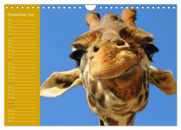 Produktbild: Giraffen / Geburtstagskalender (Wandkalender 2026 DIN A4 quer), CALVENDO Monatskalender