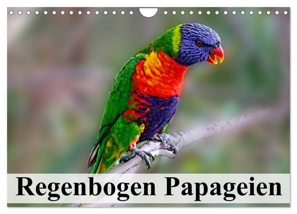 Produktbild: Regenbogen Papageien (Wandkalender 2026 DIN A4 quer), CALVENDO Monatskalender