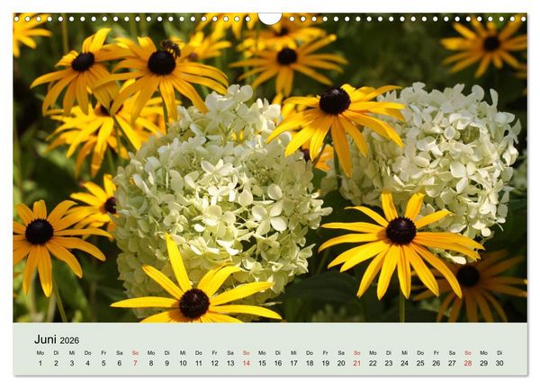 Produktbild: Hortensien Bl&uuml;hen und Vergehen (Wandkalender 2026 DIN A3 quer), CALVENDO Monatskalender