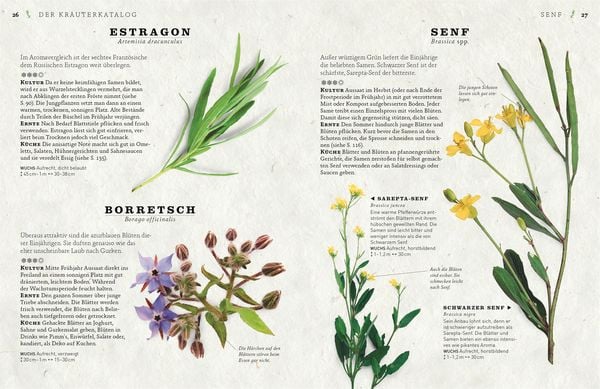 Produktbild: K&uuml;chenkr&auml;uter anbauen und genie&szlig;en