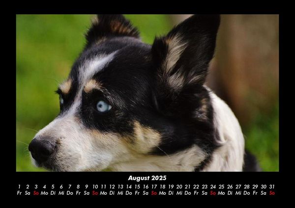 Produktbild: Tiere in der Wildnis 2025 Fotokalender DIN A3
