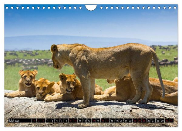 Produktbild: Tansania - Tierwanderung in der Serengeti (Wandkalender 2026 DIN A4 quer), CALVENDO Monatskalender