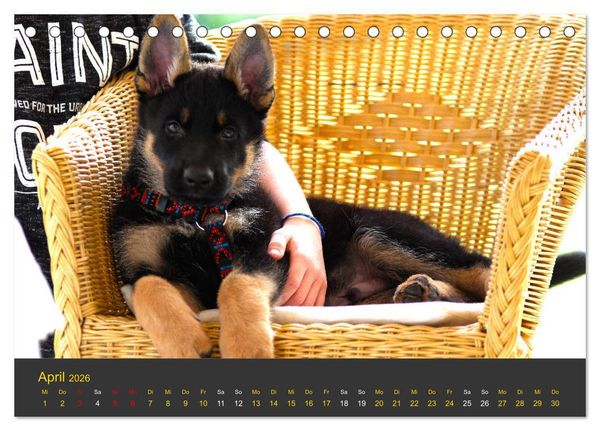 Produktbild: Deutscher Sch&auml;ferhund-Welpe - aus der Ostdeutschen Arbeitslinie (Tischkalender 2026 DIN A5 quer), CALVENDO Monatskalender