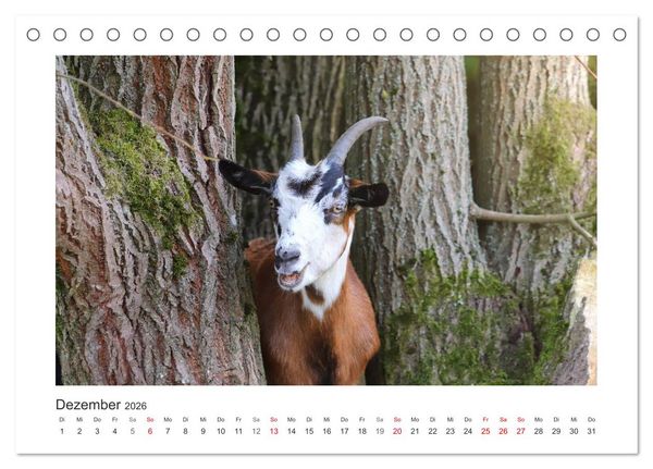 Produktbild: Wer zickt denn da? Mit Ziegen durchs Jahr (Tischkalender 2026 DIN A5 quer), CALVENDO Monatskalender