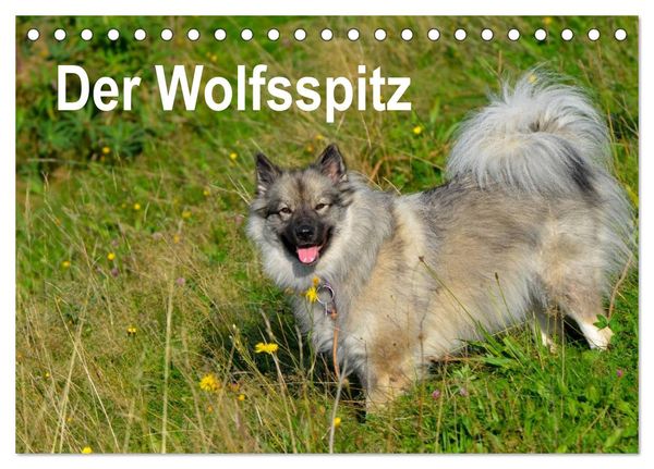 Der Wolfsspitz (Tischkalender 2024 DIN A5 quer), CALVENDO Monatskalender
