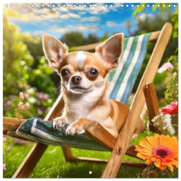 Chilling Chihuahuas (Wall Calendar 2026 12 × 12 Inch) CALVENDO 12 Month Wall Calendar