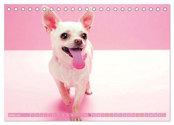Produktbild: Chihuahua : petit, mais costaud (Calendrier de bureau 2026 DIN A5 vertical), CALVENDO calendrier mensuel