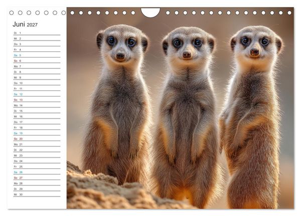 Produktbild: Die Welt der Erdm&auml;nnchen (Wandkalender 2027 DIN A4 quer), CALVENDO Monatskalender