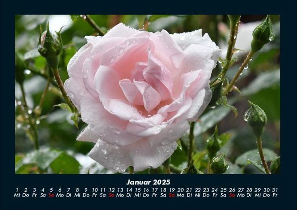 Produktbild: Rosen-Kalender 2025 Fotokalender DIN A4