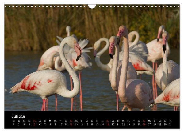 Produktbild: Flamingos der Camargue 2026 (Wandkalender 2026 DIN A3 quer), CALVENDO Monatskalender