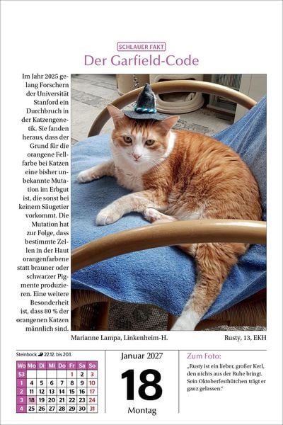 Produktbild: Katzen Tageskalender 2027