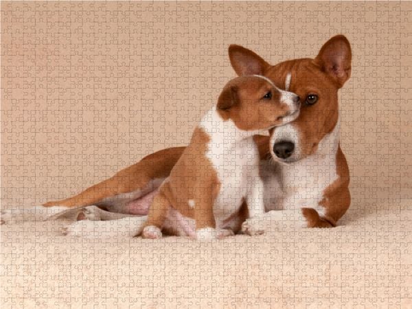 Produktbild: CALVENDO Puzzle FAJANA 4 Wochen mit ihrer Mutter | 1000 Teile Lege-Gr&ouml;&szlig;e 64x48cm Foto-Puzzle f&uuml;r gl&uuml;ckliche Stunden