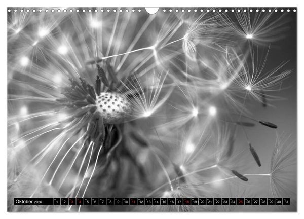 Produktbild: Pusteblume - Impressionen in schwarzwei&szlig; (Wandkalender 2026 DIN A3 quer), CALVENDO Monatskalender