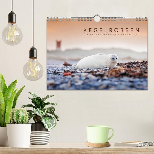 Produktbild: Kegelrobben - Die Kegelrobben von Helgoland (Wandkalender 2026 DIN A4 quer), CALVENDO Monatskalender