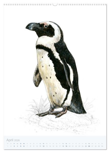 Produktbild: Pinguine - 13 Illustrationen (hochwertiger Premium Wandkalender 2026 DIN A2 hoch), Kunstdruck in Hochglanz