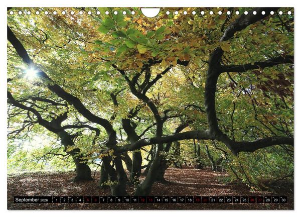 Produktbild: Die S&uuml;ntelbuchenallee (Wandkalender 2026 DIN A4 quer), CALVENDO Monatskalender