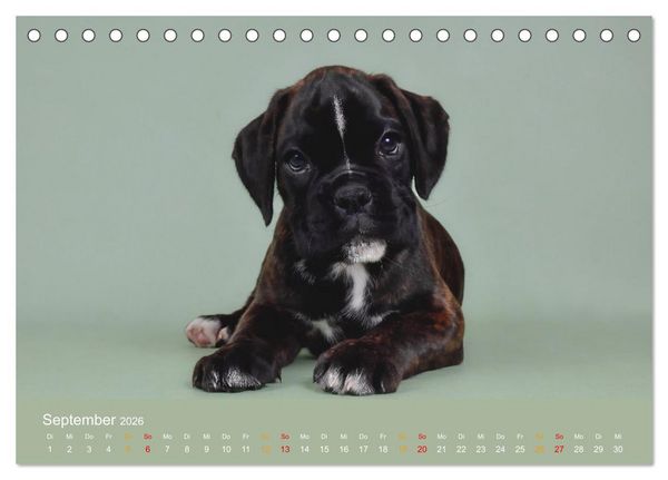 Produktbild: Boxer Welpen einfach zuckers&uuml;&szlig; (Tischkalender 2026 DIN A5 quer), CALVENDO Monatskalender