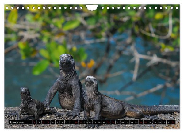 Produktbild: Naturparadies Galapagos - UNESCO Weltkulturerbe (Wandkalender 2026 DIN A4 quer), CALVENDO Monatskalender