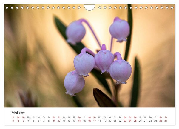 Produktbild: Naturjuwel Haspelmoor (Wandkalender 2026 DIN A4 quer), CALVENDO Monatskalender