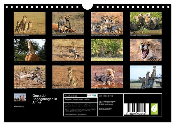 Produktbild: Geparden - Begegnungen in Afrika (Wandkalender 2027 DIN A4 quer), CALVENDO Monatskalender