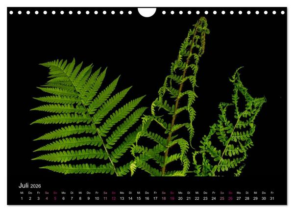Produktbild: Ver&auml;ndertes (Wandkalender 2026 DIN A4 quer), CALVENDO Monatskalender